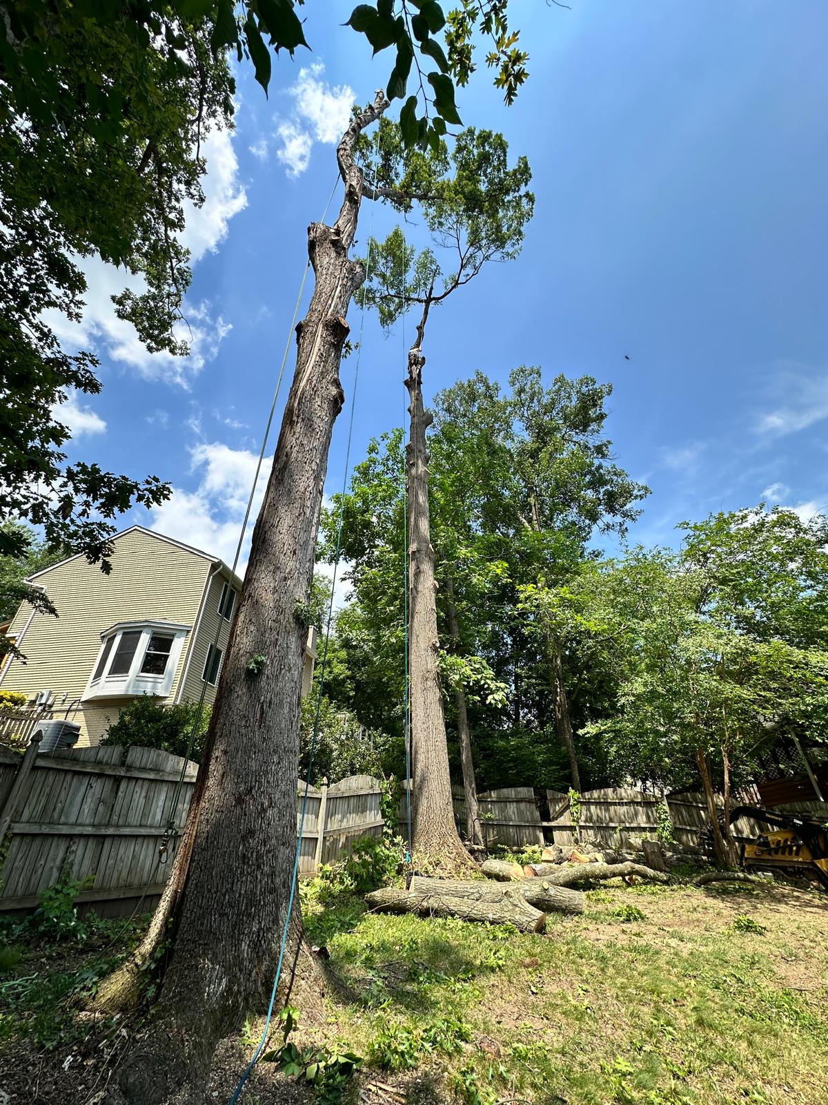 Williams Tree 2