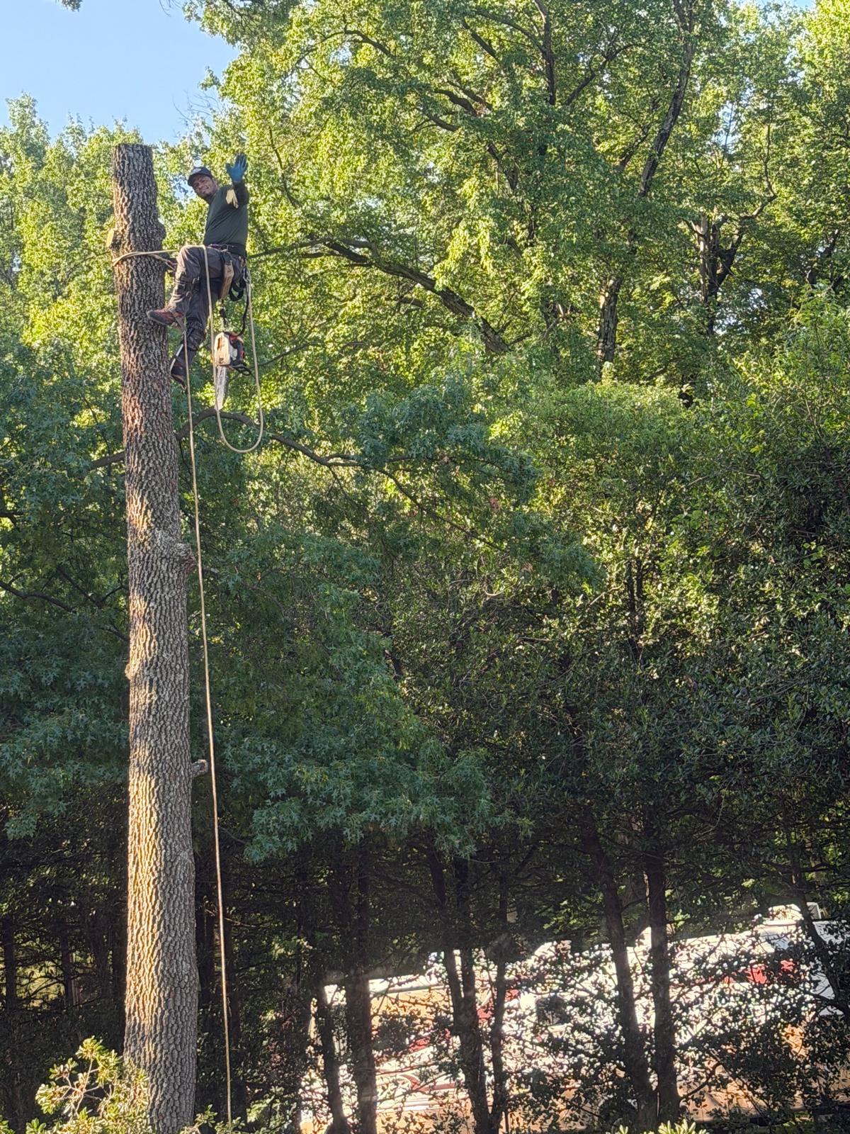 Williams Tree 4