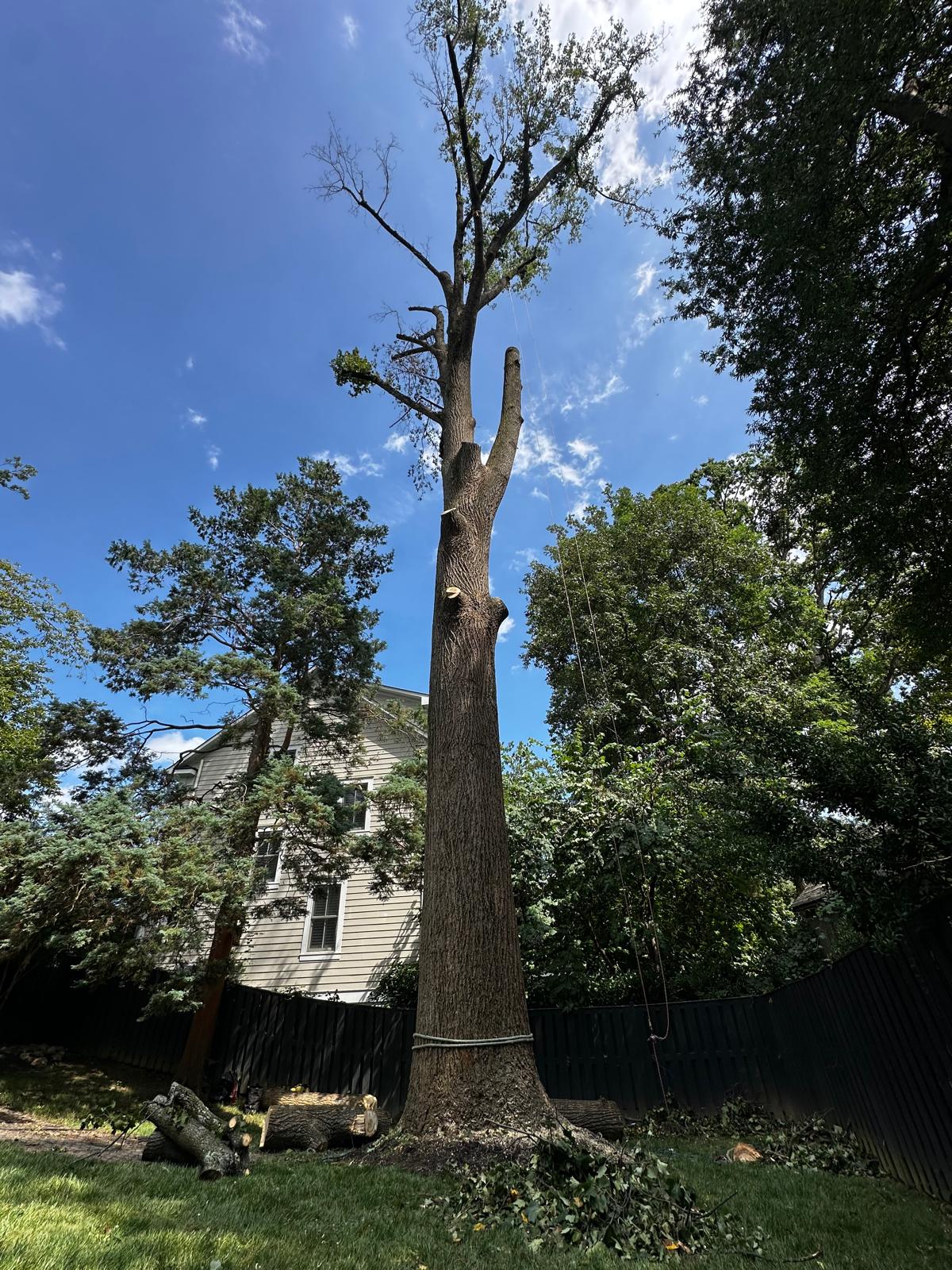 Williams Tree 9